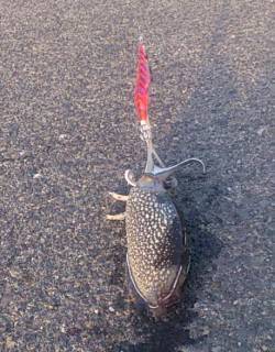 灘浜にて30分だけエギング〜今年最初のコウ…