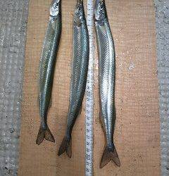 沖一文字カーブでサヨリ29～32センチ