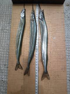 沖一文字カーブでサヨリ29～32センチ