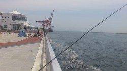 神戸7防 夜のスルメ狙い後ガシラ天国モード 投げで穴子も