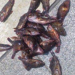 神戸7防 夜のスルメ狙い後ガシラ天国モード 投げで穴子も