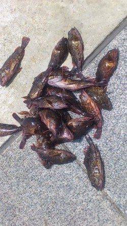 神戸7防 夜のスルメ狙い後ガシラ天国モード 投げで穴子も