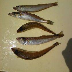 岸和田一文字　キスの釣果も出てます