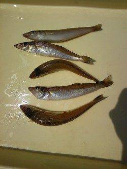 岸和田一文字　キスの釣果も出てます