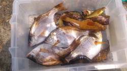 明石港 ウキ釣りと投げ釣りでウミタナゴ・ア…