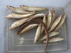 堺漁港　投げ釣りのキス釣果出てます