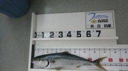 白浜の椿にてメジロ78cm！