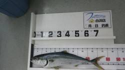 白浜の椿にてメジロ78cm！