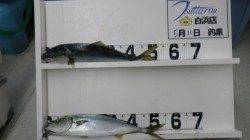 白浜地磯にてルアーでハマチゲット