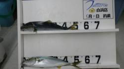 白浜地磯にてルアーでハマチゲット