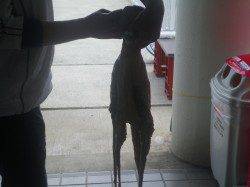 姫路市立遊魚センター タコ2.5kg・サヨリ32cm