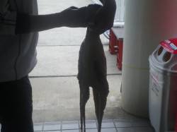 姫路市立遊魚センター タコ2.5kg・サヨ…