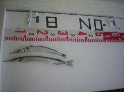 姫路市立遊魚センター タコ2.5kg・サヨリ32cm