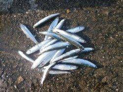 大阪南港魚つり園　サビキ釣りでのイワシ釣果