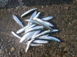 大阪南港魚つり園　サビキ釣りでのイワシ釣果…