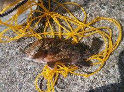 大阪南港魚つり園　サビキ釣りでのイワシ釣果