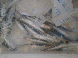 南港海釣り公園 サビキでイワシの他タコも1パイ