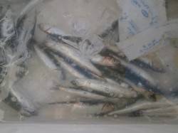 南港海釣り公園　サビキでイワシの他タコも1…