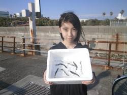 南港海釣り公園　カタクチイワシ＆ガシラの釣…