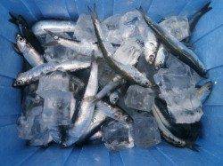 大型チヌにサビキでイワシ大漁！大阪南港海釣り公園