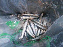 南港海釣り公園　イワシは園で5000匹〜