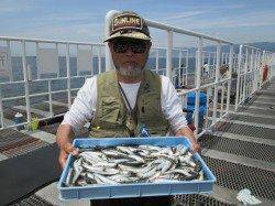 尼崎市立魚つり公園サビキでイワシ好調！入れ喰い状態！