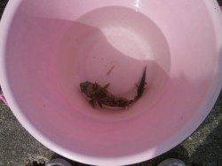 大阪南港魚つり園　強風の中のガシラ・イワシ釣果