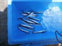 大阪南港魚つり園　強風の中のガシラ・イワシ釣果