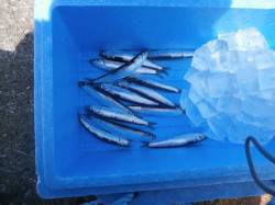 大阪南港魚つり園　強風の中のガシラ・イワシ…