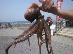 大阪南港魚つり園　午前中に久々のアジが釣れました