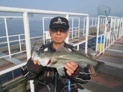 尼崎市立魚つり公園、朝にイワシの回遊ありま…