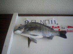 姫路市立遊魚センター　シラサエビでチヌ・セイゴなど