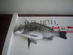 姫路市立遊魚センター　シラサエビでチヌ・セ…