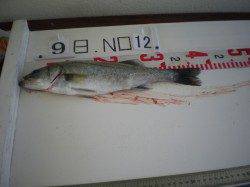 姫路市立遊魚センター　シラサエビでチヌ・セイゴなど