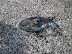 南港海釣り公園　サビキでカタクチイワシの釣果