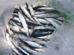 南港海釣り公園　サビキでカタクチイワシの釣果