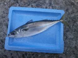 朝方サバが1匹釣れていました！ 大阪南港魚…