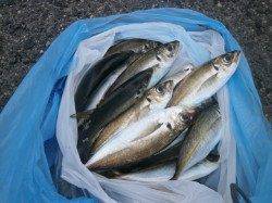 大阪南港魚つり園にてアジ釣れていました