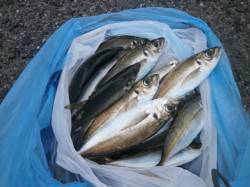 大阪南港魚つり園にてアジ釣れていました