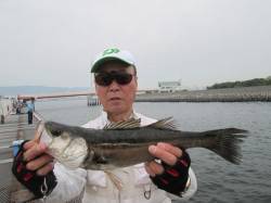 尼崎市立魚つり公園 エビ撒きでハネ・セイゴ…