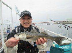 尼崎市立魚つり公園　雨の中ハネの釣果、サビキの回遊はお休み