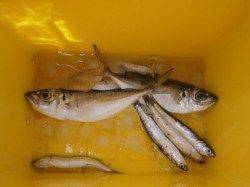 大阪南港魚つり園　サビキ釣りでアジイワシ