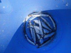 大阪南港魚つり園　サビキ釣りでアジイワシ