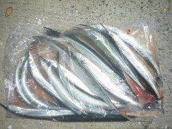 姫路市立遊魚センター　ウキ釣りでサヨリ〜36cmが釣れてます