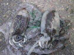 大阪南港魚つり園 大きな群れではないもののサビキでアジ・イワシ