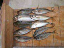 大阪南港魚つり園 大きな群れではないもののサビキでアジ・イワシ