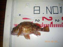 姫路市立遊魚センター 探り釣りでガシラ