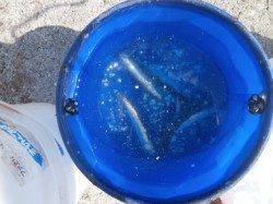 大阪南港魚つり園　釣果はアジ・イワシ・スルメイカなど