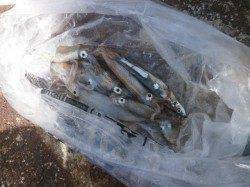 大阪南港魚つり園　釣果はアジ・イワシ・スルメイカなど