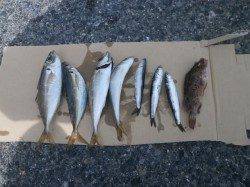 南港海釣り公園　ガシラ・アジ・カタクチイワシの釣果